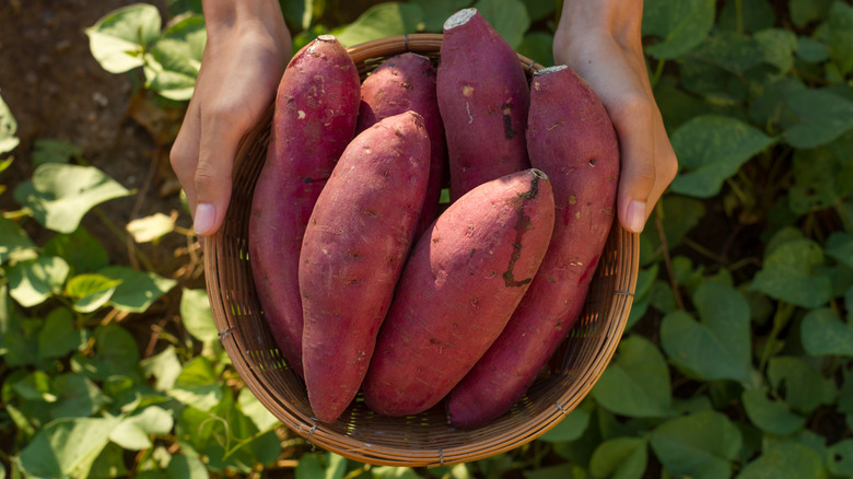 Sweet potatoes in a basket 