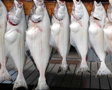 How to Fillet a Fish