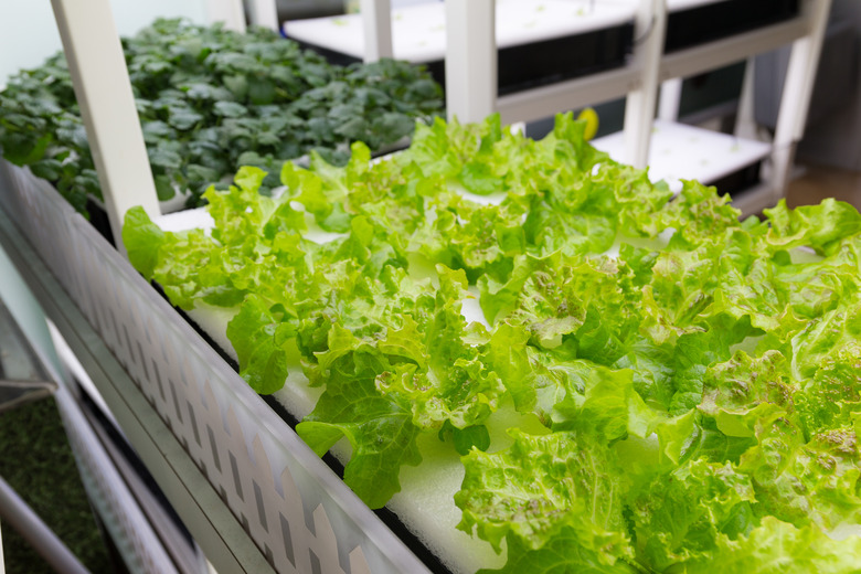 How to Grow Lettuce Inside