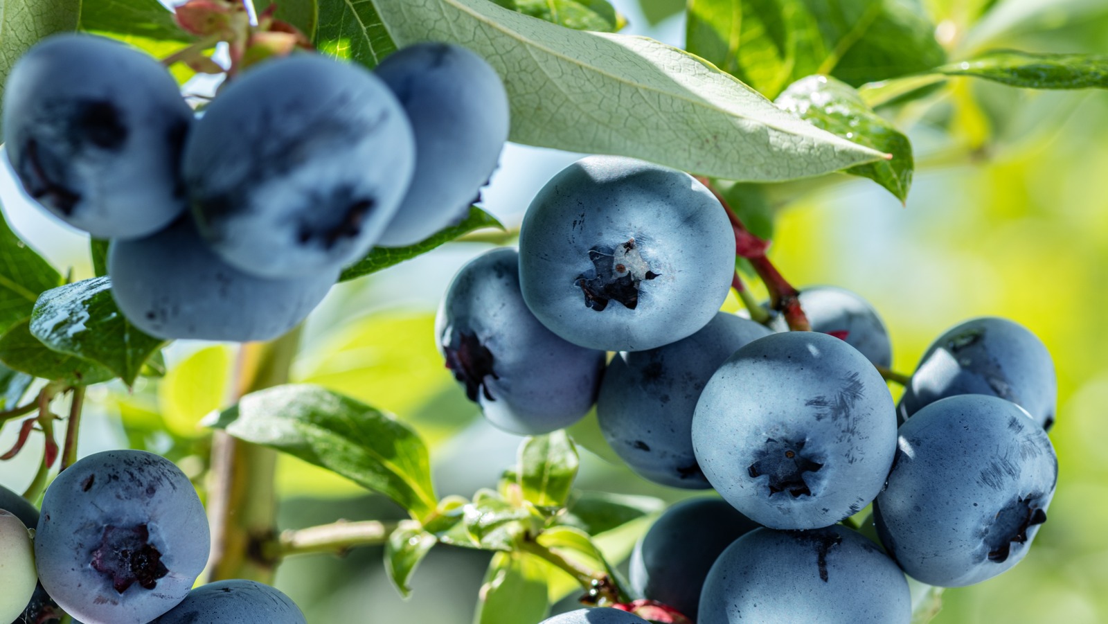 How To Pick Out The Best Blueberries How To Pick Out The Best Blueberries