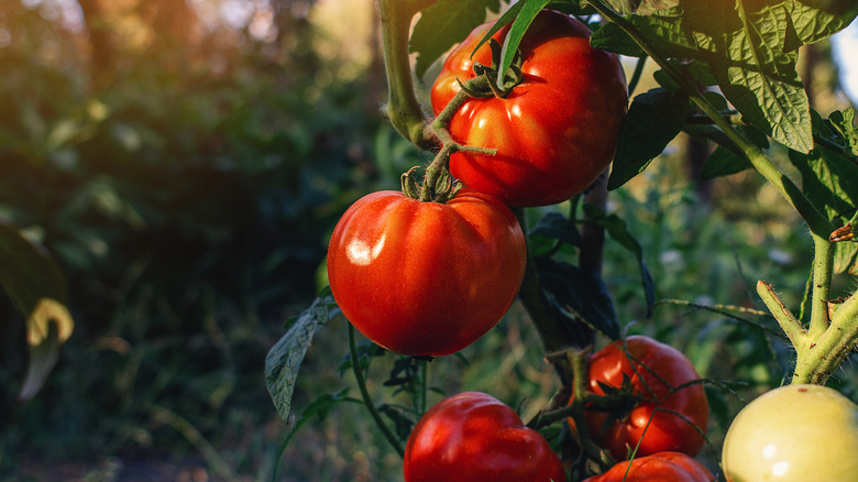 Tomatoes growing in a greenhouse