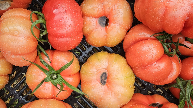 Ripe misshapen tomatoes