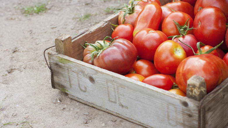 Tomatoes in a wooden crate