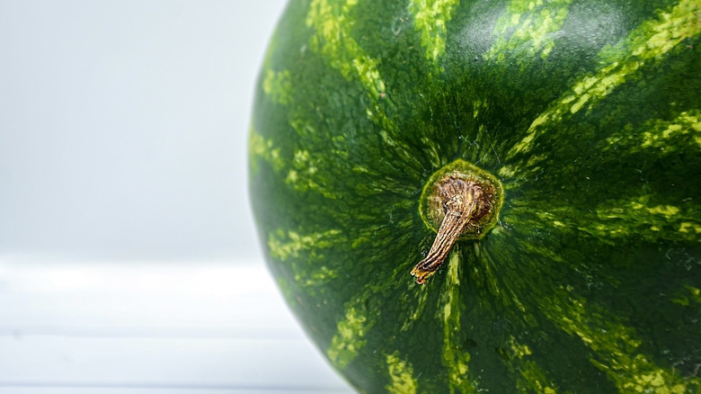 Stem of watermelon