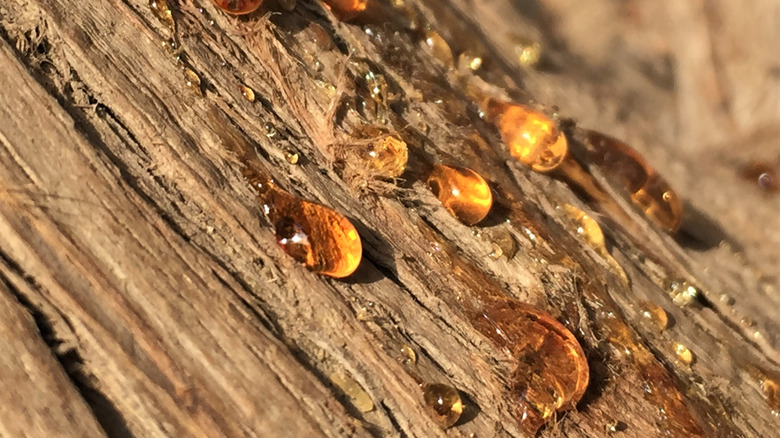 A sap running down the bark