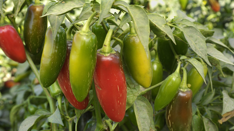 jalapenos on the vine 