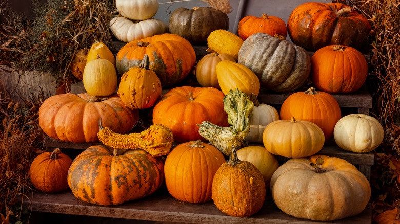 Variety of heirloom pumpkins