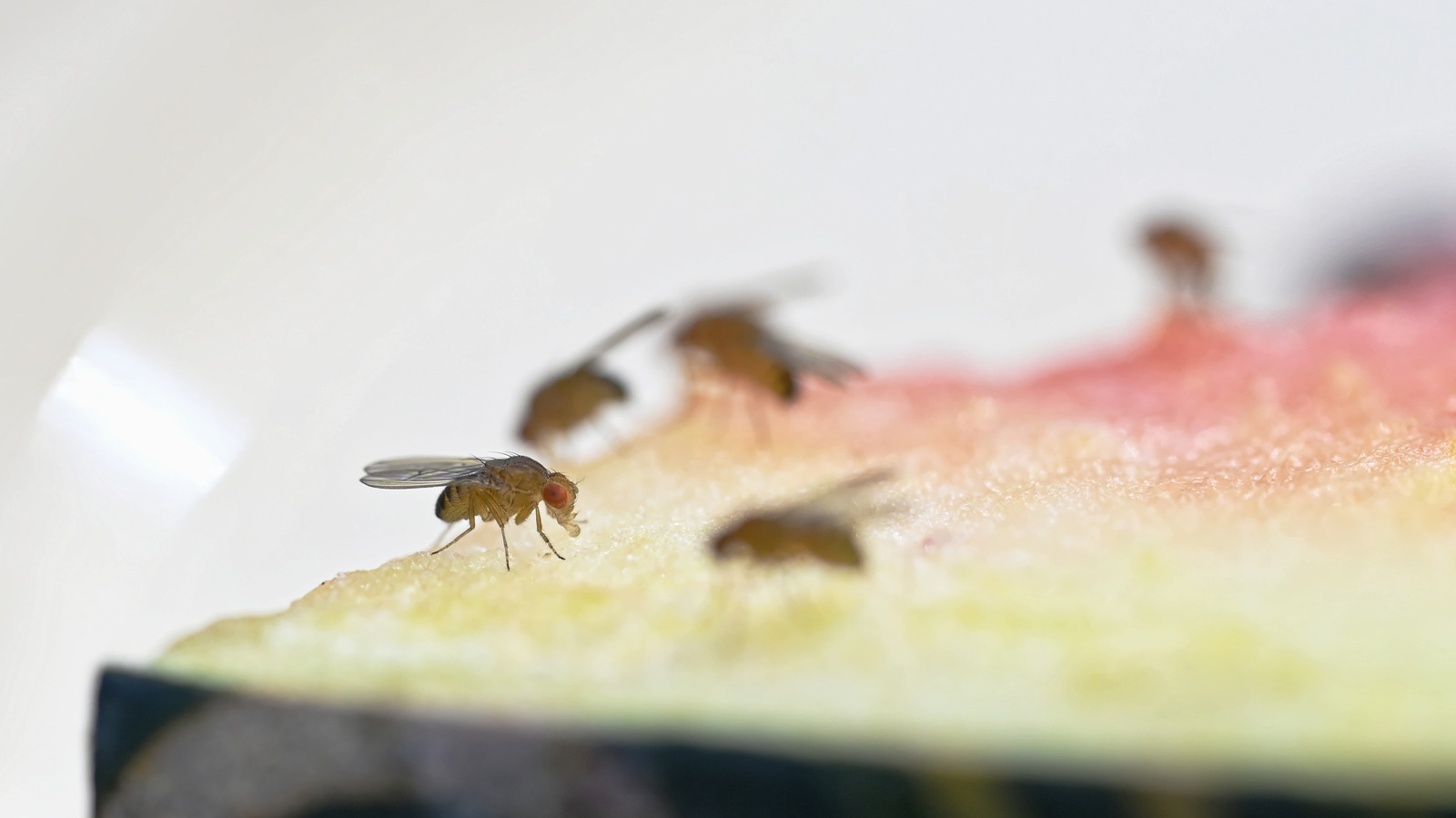 How To Repel Fruit Flies With A Simple But Overlooked Solution