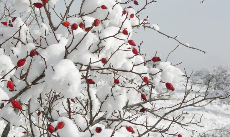 Cranberry Branches