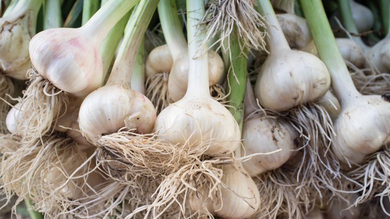 Closeup of fresh garlic bulbs with roots and stems