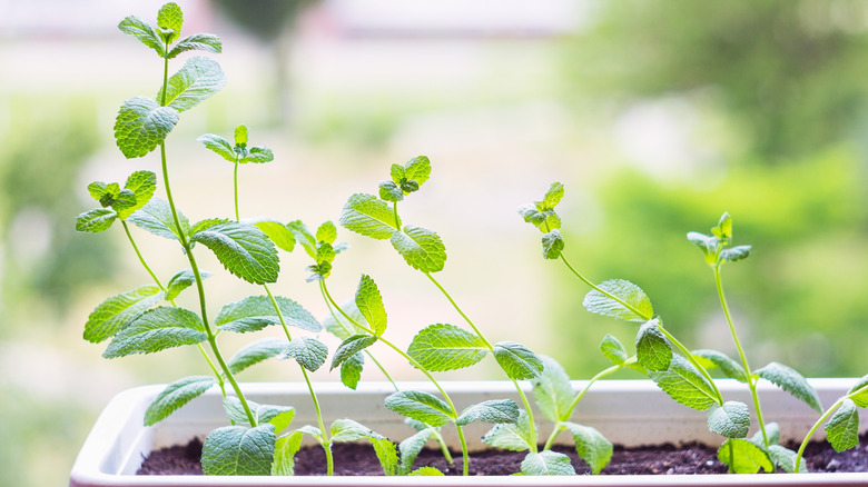 Fresh mint in small outside planter
