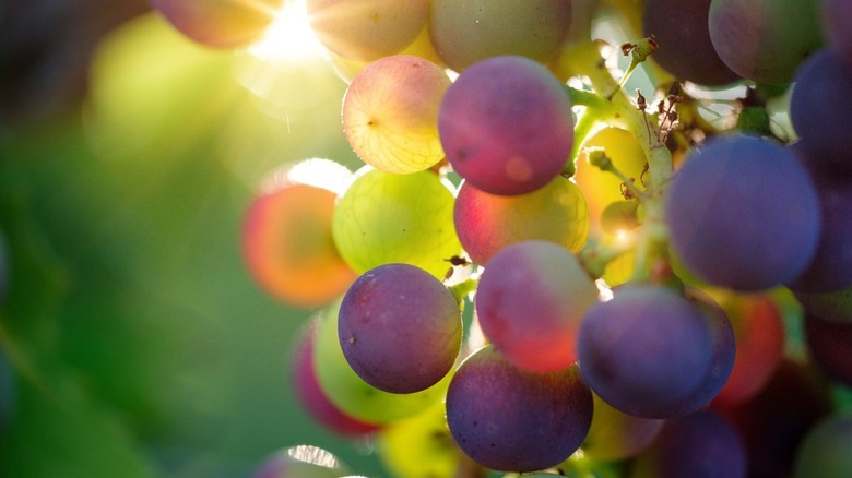 mixed grapes on vine