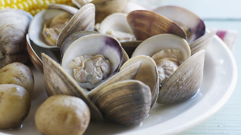 Fresh clams on a plate