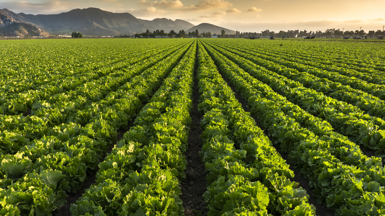 A field of lettuce growing outdoors in the sunrise with California mountains in the background