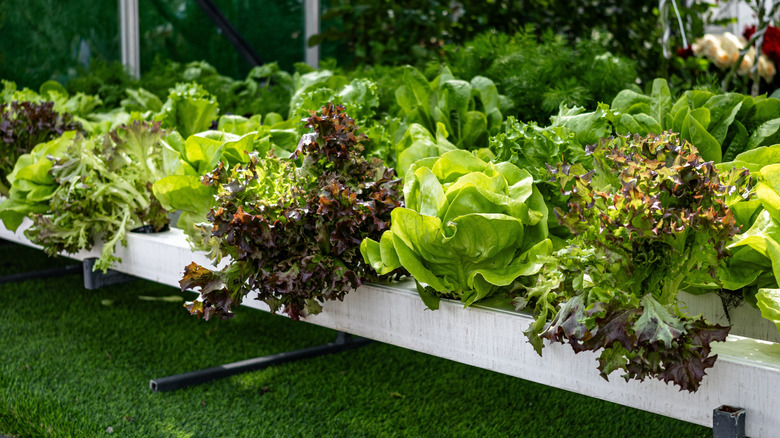 Hydroponic lettuces growing in neat rows in a greenhouse