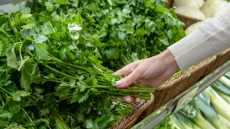 Bunches of fresh green cilantro