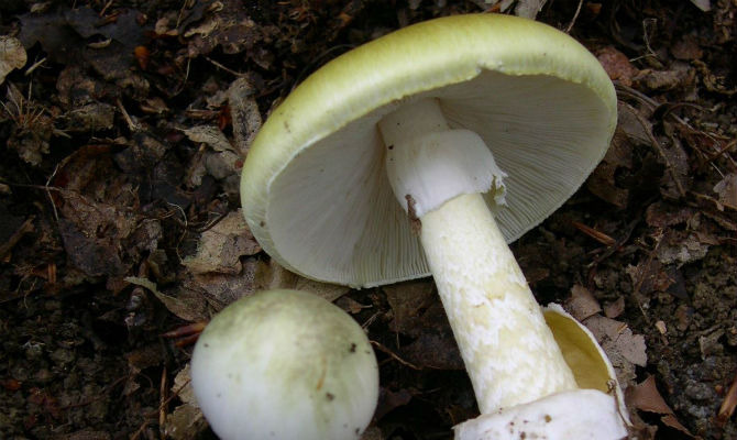 Deadly Mushroom
