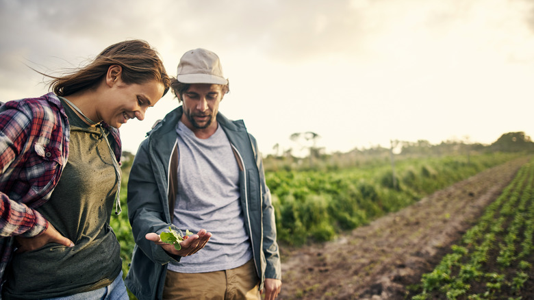 Farmers looking at crops in the field