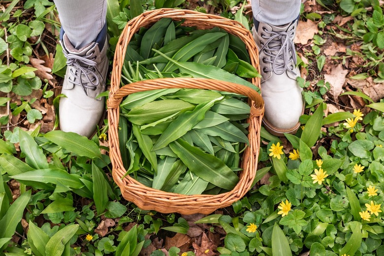 Foraging for wild ramps food
