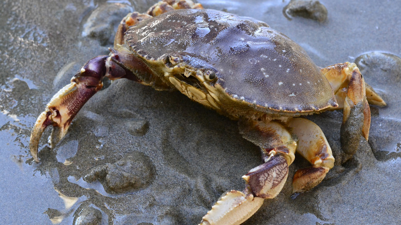 A Dungeness crab on a beach