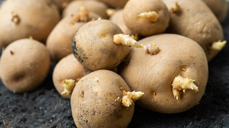sprouted potatoes
