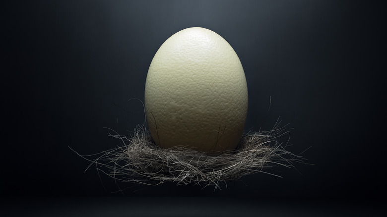 ostrich egg on black background