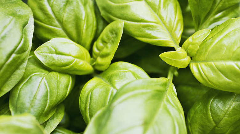 basil leaves