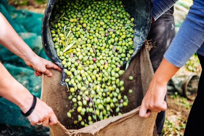 Italian Authorities Seize Thousands of Metric Tons of Counterfeit Olives, Mislabeled Olive Oil
