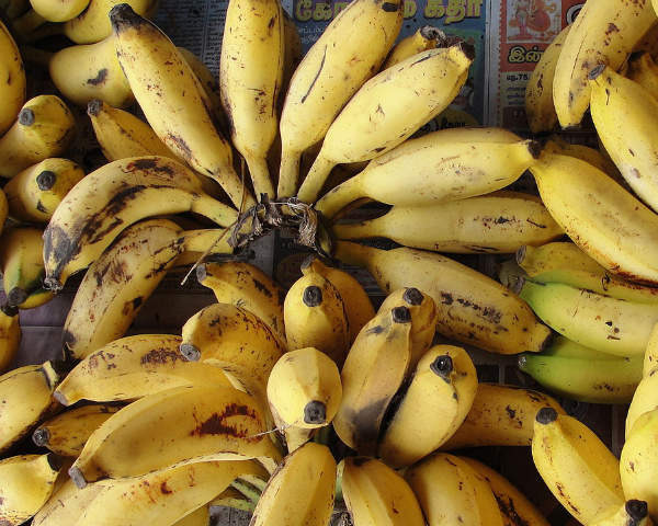 The largest bunch of bananas ever counted, with 473 bananas, is