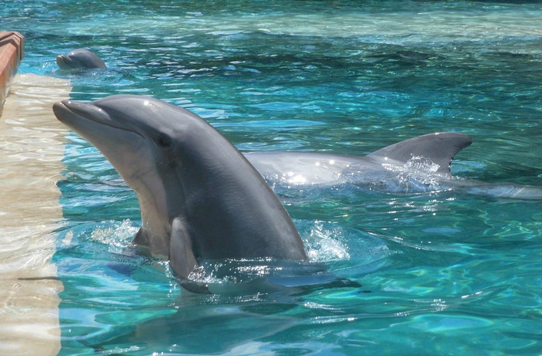 Dolphins
