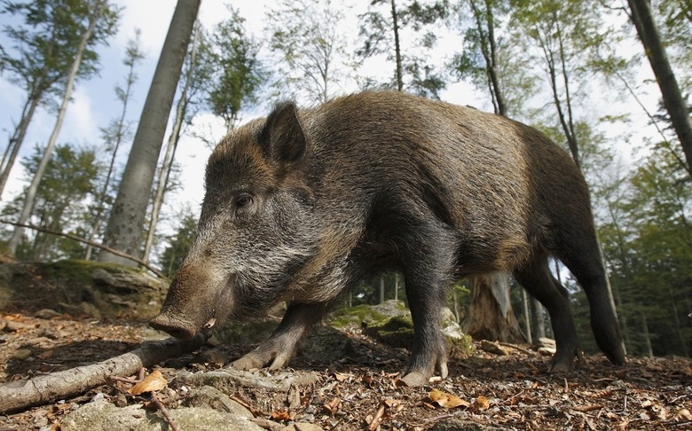 Italy's Chianti Vineyards Are Currently Under Attack by Wild Boars 
