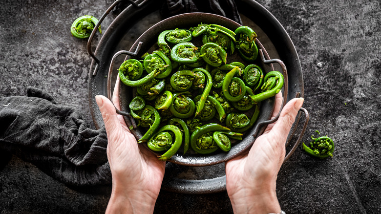 hands holding bowl of fiddleheads