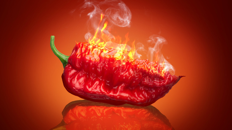 Red Carolina reaper pepper on fire