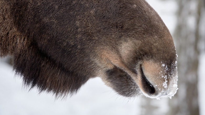 Snow covering moose nose fur