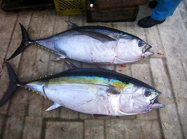 Judge Rules Hawaiian Fishermen Can Continue Catching Bigeye Tuna Beyond International Limits, Ignoring Environmental Concerns