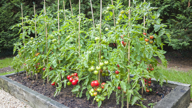 Tomato plants in a backyard.