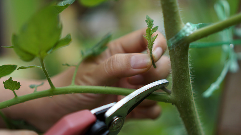 Hands pruning a sucker from a tomato plant.