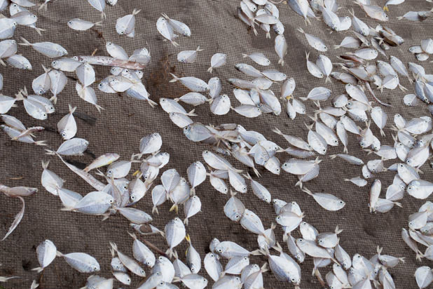 Raining Fish — Honduras