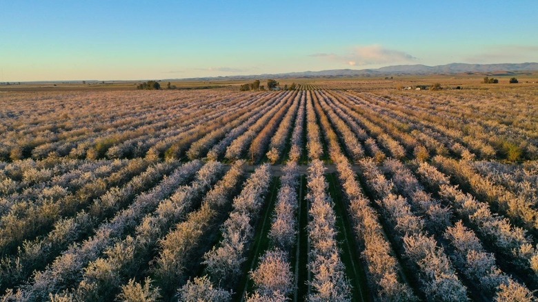 The farmland used for the KIND Almond Acres Initiative