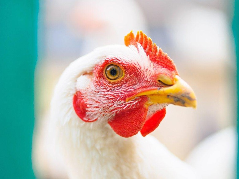 Kroger Supermarket Chain Will Switch to 100 Percent Cage-Free Eggs by 2025