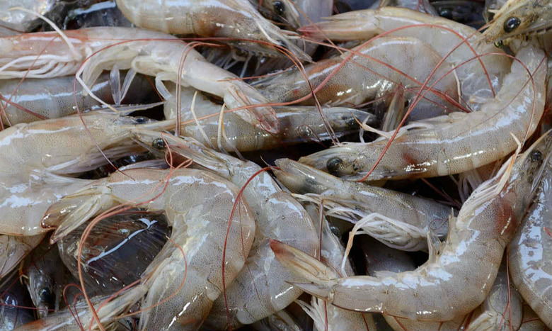 There have been multiple labor scandals of late linked to Southeast Asian fishing businesses.