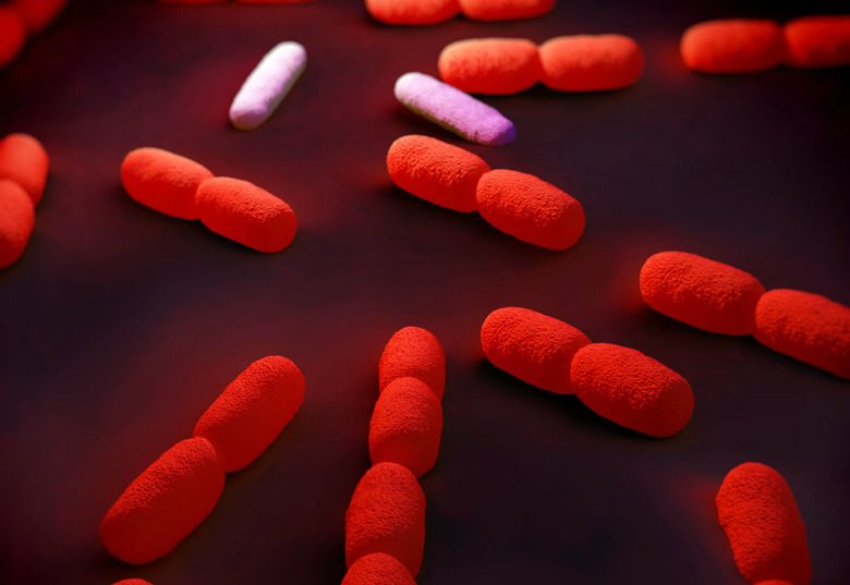 Listeriosis Outbreak Kills Nearly 200 People in South Africa