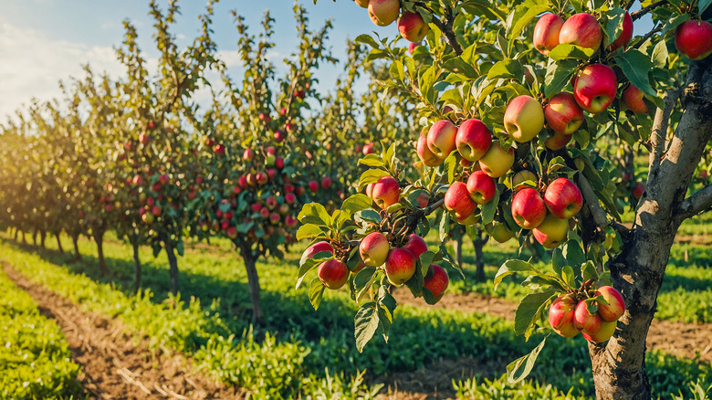Row of trees full of apples