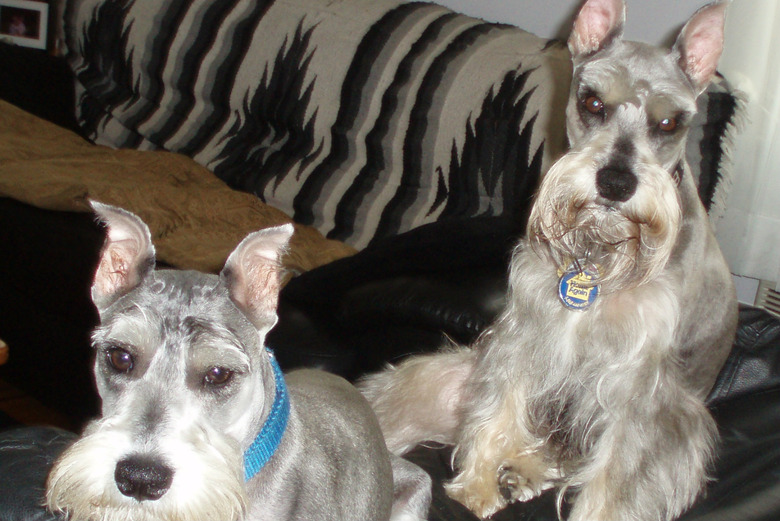 miniature schnauzers