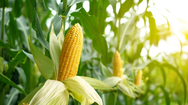 Close-up of corn cob in a field