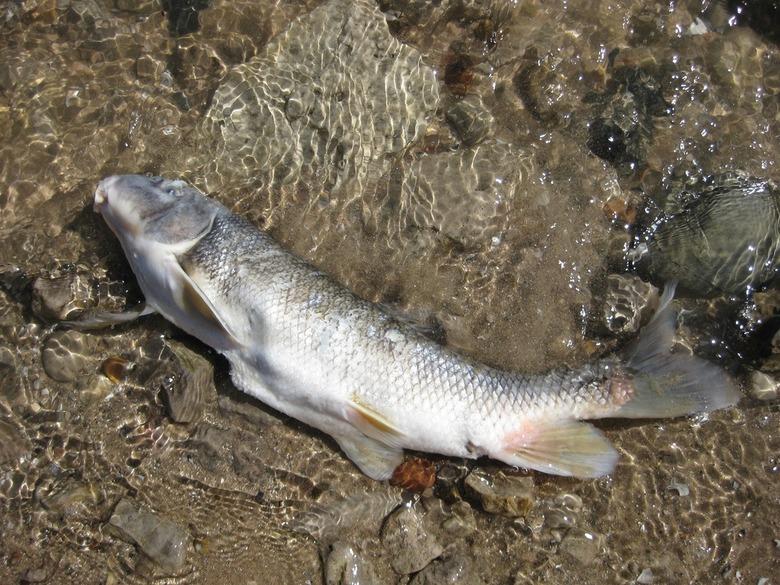 Major Cooking Oil Spill Causes Death of Large Fish Population in Washington's Olequa Creek