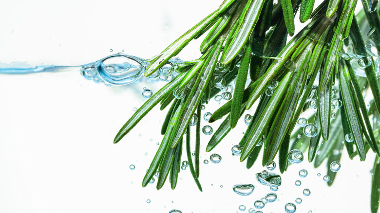 Rosemary sprigs in water