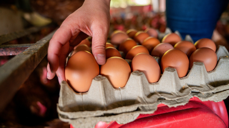 Person placing eggs in carton