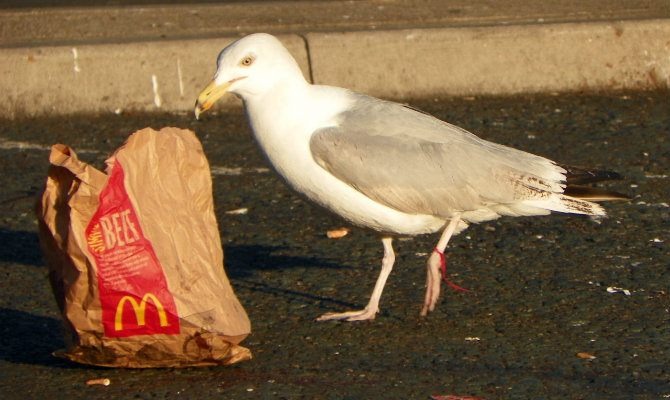 McDonald's fries with a seagull