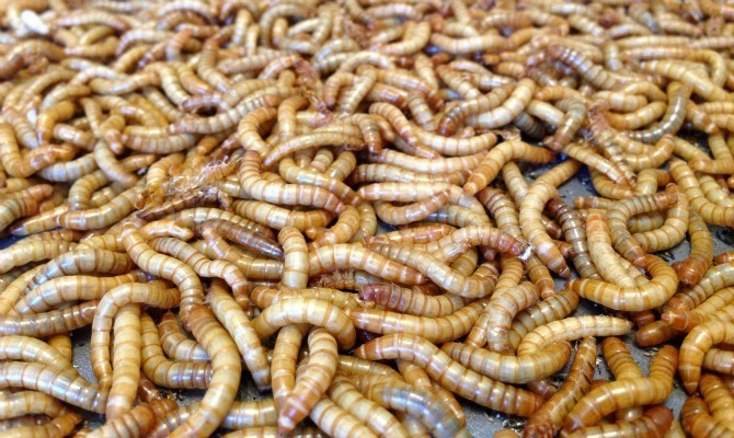 Mealworms